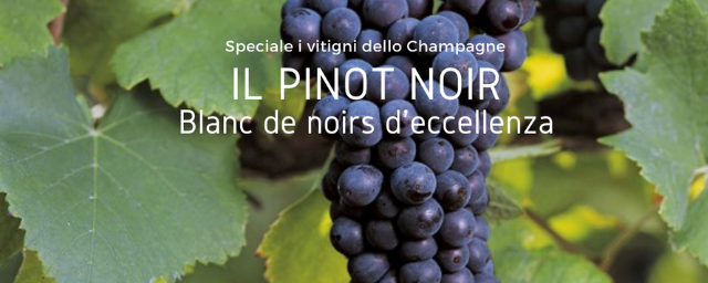 I vitigni dello Champagne – Il Pinot Noir