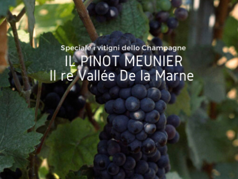 Pinot Meunier Champagne Cover